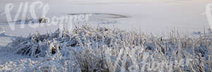 Frozen lake with snow-covered sedges