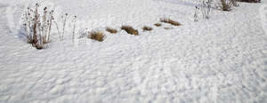 snow-covered ground with some plants