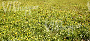 field of spring flowers