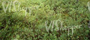 forest floor with blueberry plants