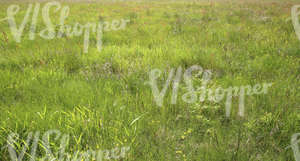 field of wild grass