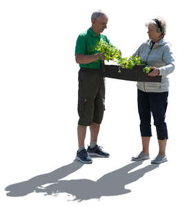 backlit elderly people planting plants in the garden