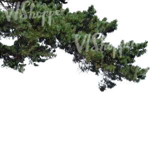 cut out thick pine branch