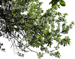 tree branch with white blossoms