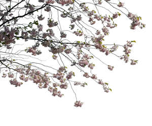 branch of blooming cherry