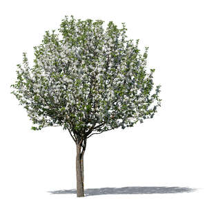 cut out blooming apple tree