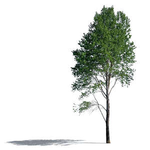 sidelit aspen tree