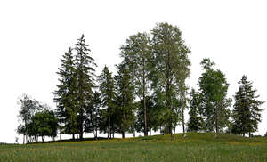 large group of different trees
