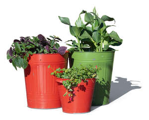 cut out group of plants potted in colourful buckets