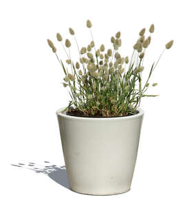 cut out potted hares tail grass