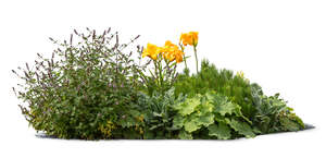 group of different plants and flowers