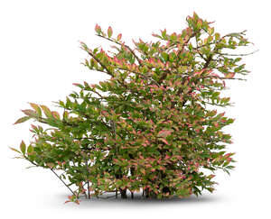 cut out bush with green and pinkish leaves