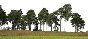 cut out group of trees in a row