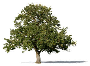 cut out large oak tree