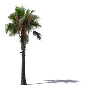 cut out tall palm tree in sunlight