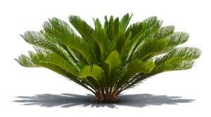 cut out tropical green plant with big leaves