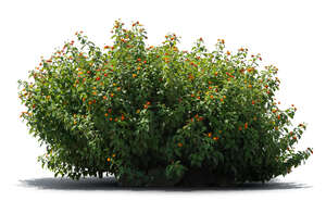 thick bush with orange blossoms