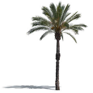 cut out classical palm tree in sunlight