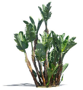 cut out medium size banana tree