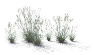 group of ornamental grass plants in backlight