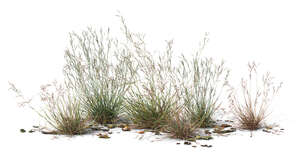 cut out group of grassy plants