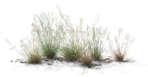 backlit group of grassy plants