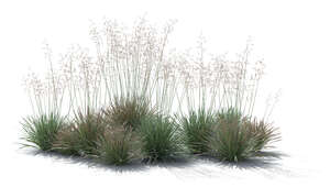 cut out rendering group of ornamental grass plants