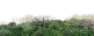 rendered foreground of different grasses and flowers