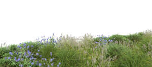 foreground with wild plants and flowers