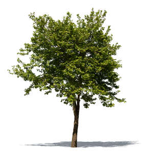 cut out medium high sycamore tree