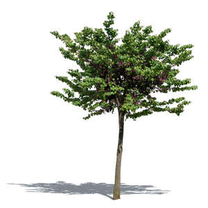 cut out medium height tree with purple blossoms