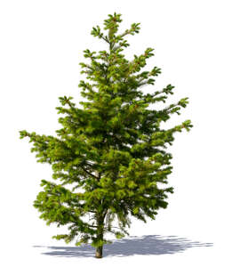 cut out little green spruce tree