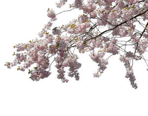 cut out blooming cherry branch