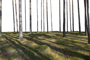 foreground with forest ground and tree trunks