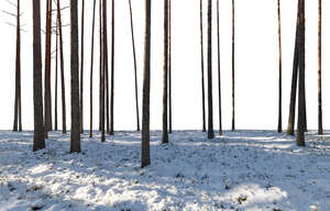 foreground with winter forest