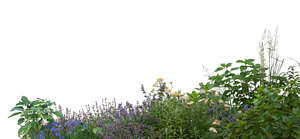 cut out group of green plants and grasses in foreground