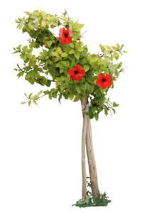 cut out plant with red blossoms