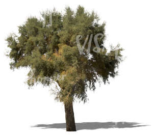 cut out big mediterranean tree