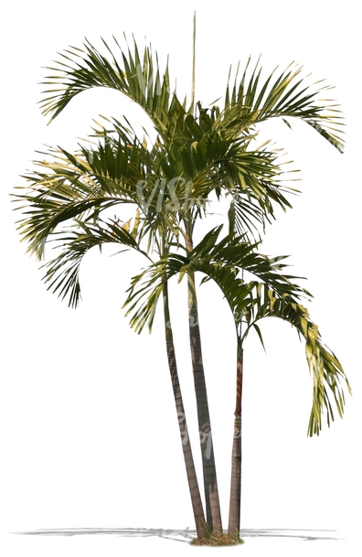 cut-out-small-palm-tree-cut-out-plants-vishopper