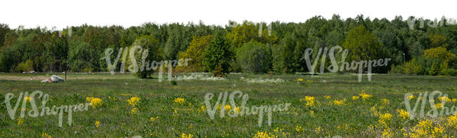 cut out background with meadow and forest