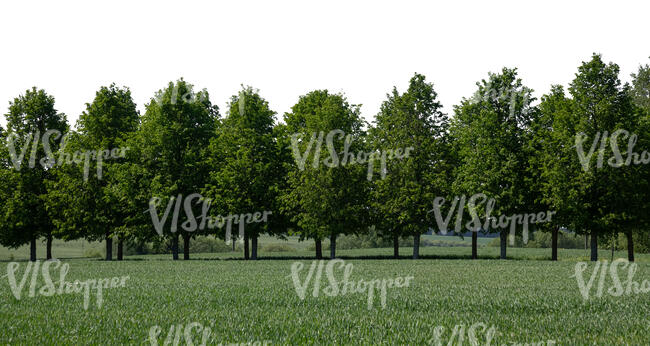 background with a row of beautiful trees