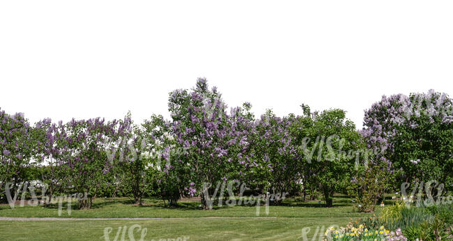 cut out background with blooming lilacs