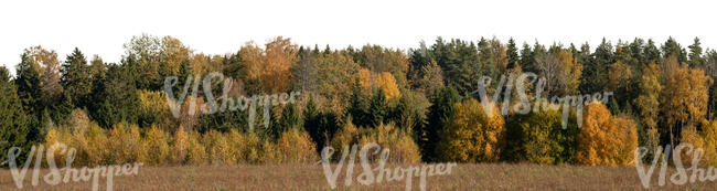 background with autumn forest