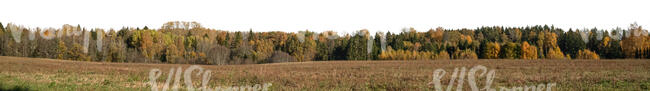 background with a fields and autumn forest