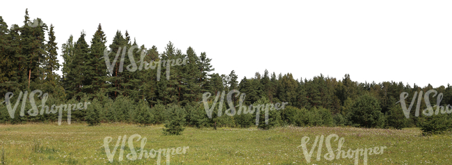 cut out background wih a meadow and tall spruces in the back