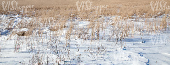 snowy field of grass