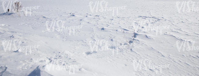 snowy field of grass