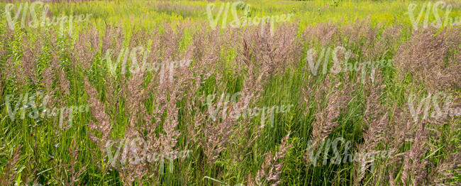 meadow with tall grass