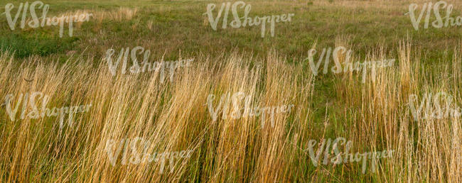 field with tall dry grass