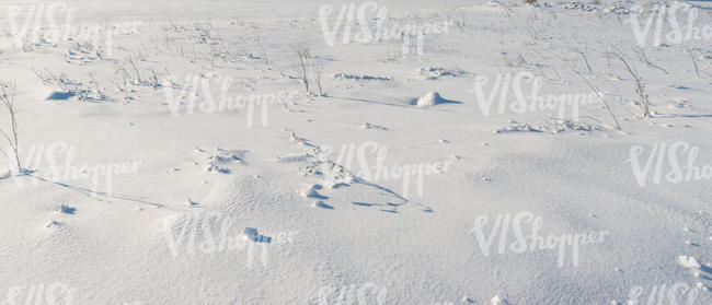 snow covered field